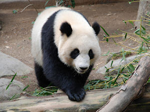 Image for Google Panda Update